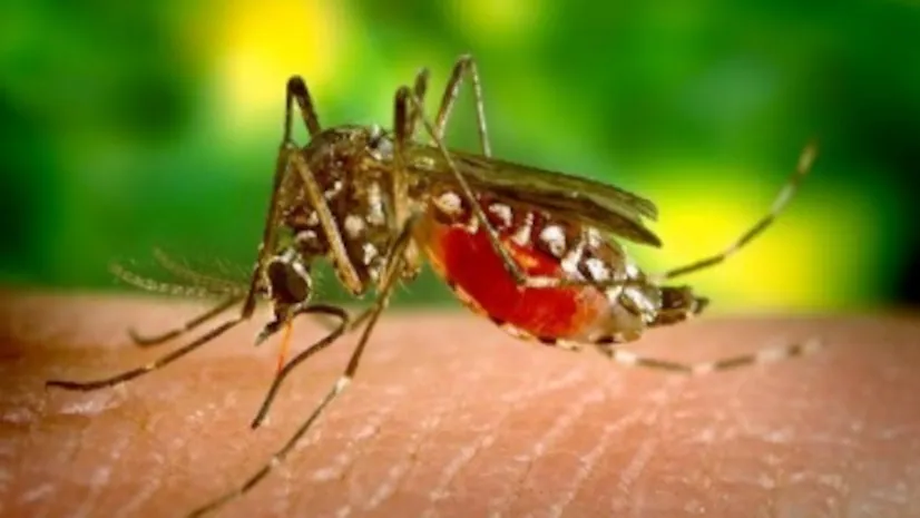 Dengue Outbreak in Sri Lanka Over 40000 Cases Reported in 2024